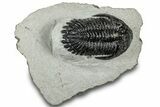 Hollardops Trilobite Fossil - Ofaten, Morocco #311259-1